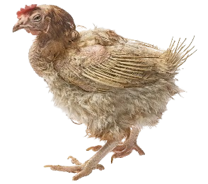 5 Signs Your Chickens Have Worms