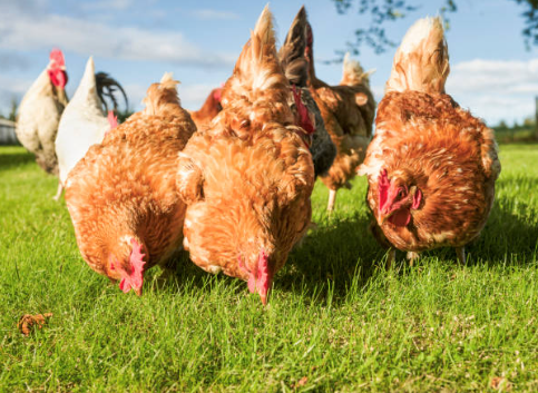 Creating a Year-Round Herbal Flock Health Calendar