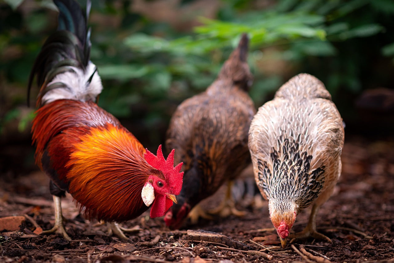 Understanding Poultry Parasite Cycles and How to Interrupt Them
