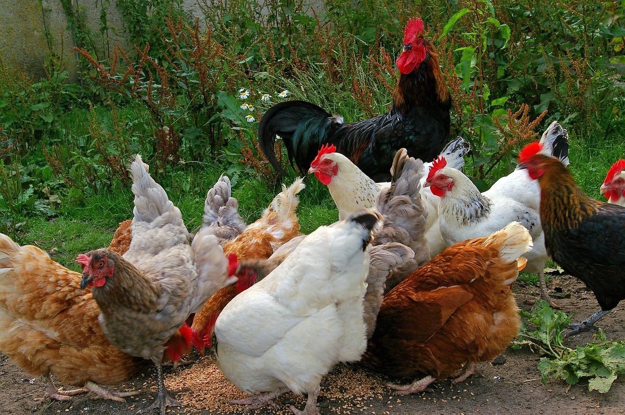 Natural Solutions for Common Poultry Parasites