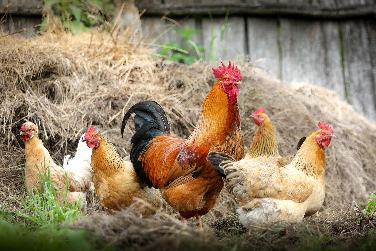 Preventing Worms in Chickens in Summer: Seasonal Flock Care Tips