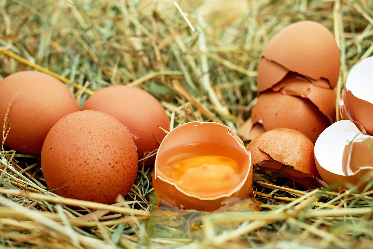 How to Monitor Egg Quality to Detect Health Issues Early
